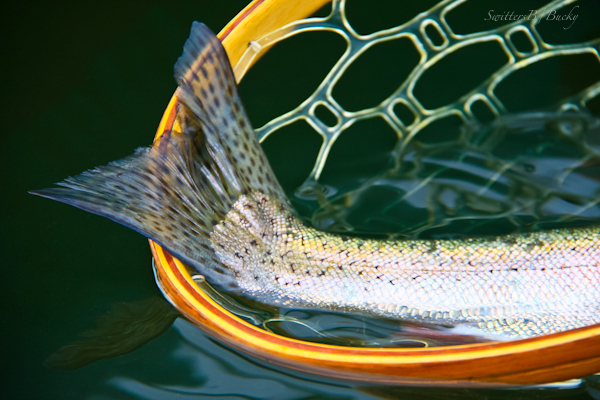 trout-tail-net-photography-fly fishing-photography-SwittersB