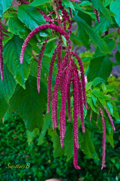 volunteer-garden-hanging blossoms-photography-SwittersB