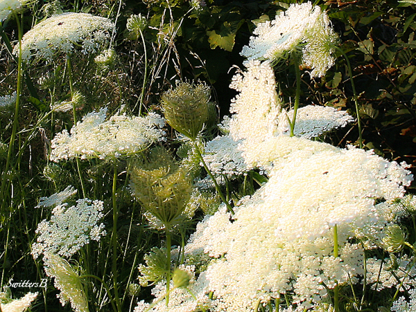 wild flowers-Gorge-photography-swittersb