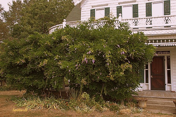 wisteria old house farm history photography SwittersB Zimmerman
