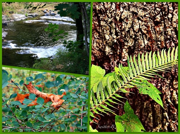 woods-fern-leaf-river-Oregon-Salmon River-SwittersB