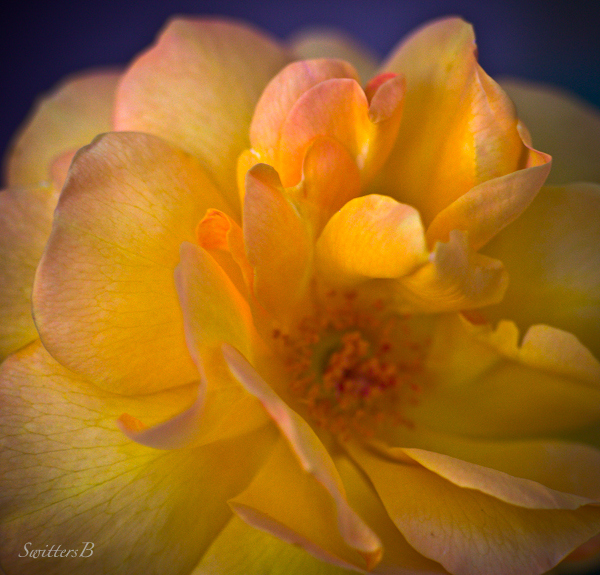yellow rose-roses-gardening-flowers-macro-SwittersB