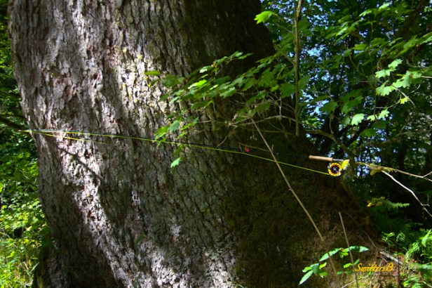 big tree-rod length-nature-Oregon-photography-SwittersB