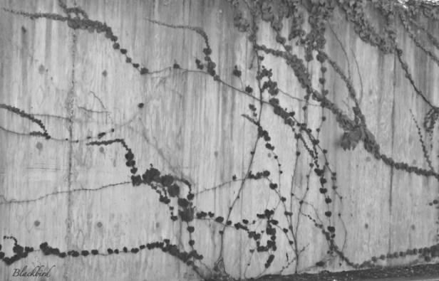 blackbird-wall-vines-SwittersB-nature