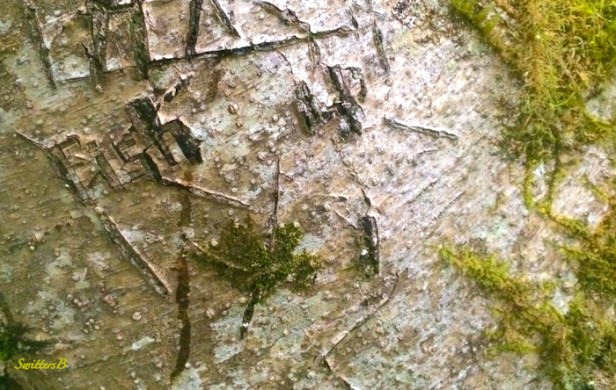 carving-tree-fish-Oregon-Alder-SwittersB