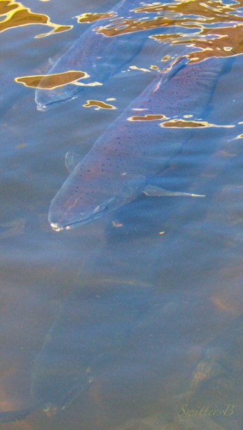chinook-fish-salmon-river-Oregon-photography-SwittersB