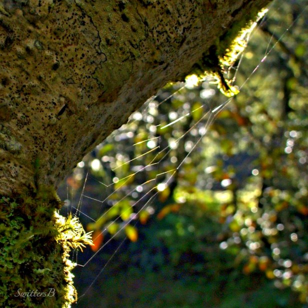 dream catcher-web-tree trunk-Oregon-moss-photography-SwittersB