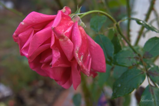 drooping-rose-rain-Oregon-SwittersB