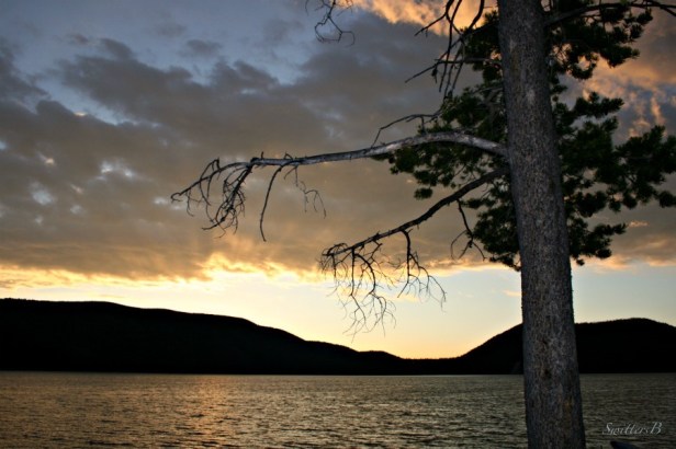 east lake-Oregon-lake-photography-SwittersB-tree branches