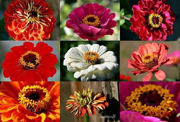 Fall flowers-collage-macro-photography-SwittersB