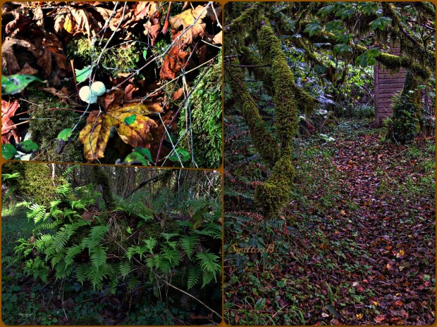 Fall-Oregon-Woods-SwittersB