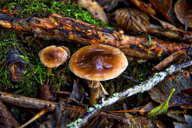 forest floor-mushrooms-moss-woody debris-photography-SwittersB