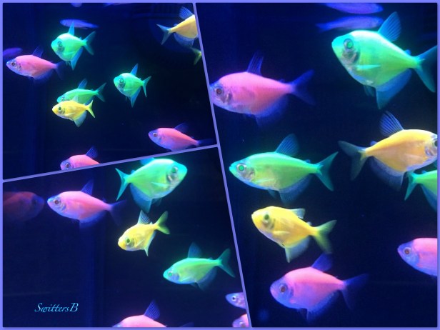 glow fish--acquarium-fish-swittersb-photography
