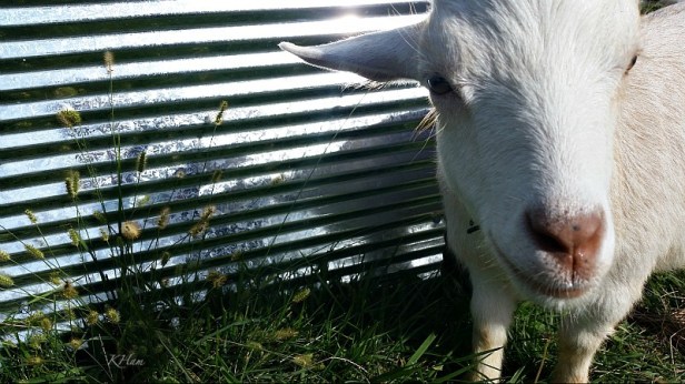 goat-KHam-farm-Charlie-rural-photography