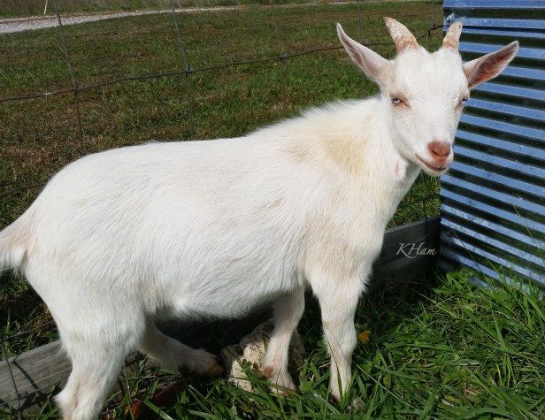 goat-Tex-baby goat-farm-KHam-photography-SwittersBjpg