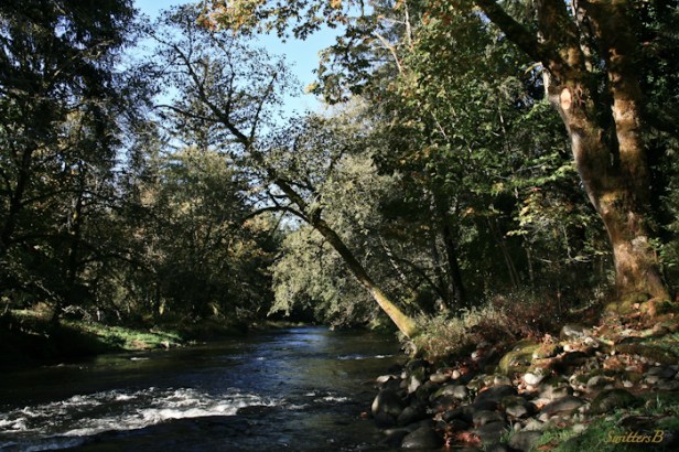 leaning tree-river-SwittersB-photography-Oregon