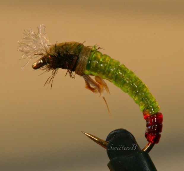 midge pupa-chironomid-SwittersB-macro-photography