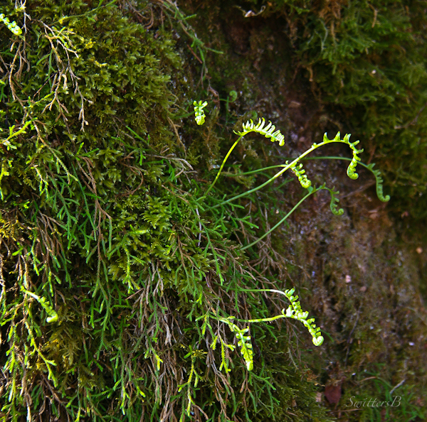 new ferns-morning light-sunlight-photography-SwittersB