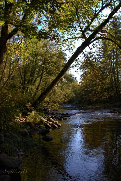 Oregon-River-Fall-Leaning Tree-Photography-SwittersB