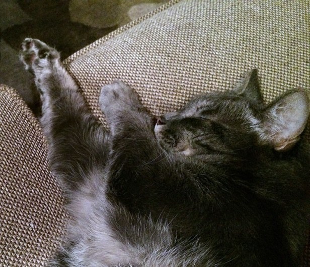 penny sleep-cats-pets-photography-SwittersB