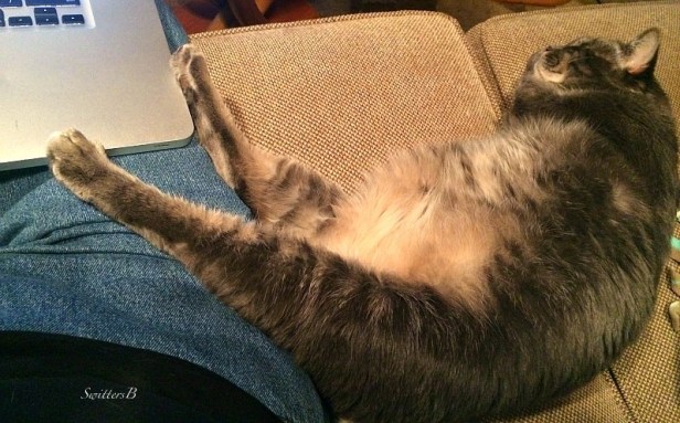 Penny the Cat-pets-cats-Tabby-photography-SwittersB