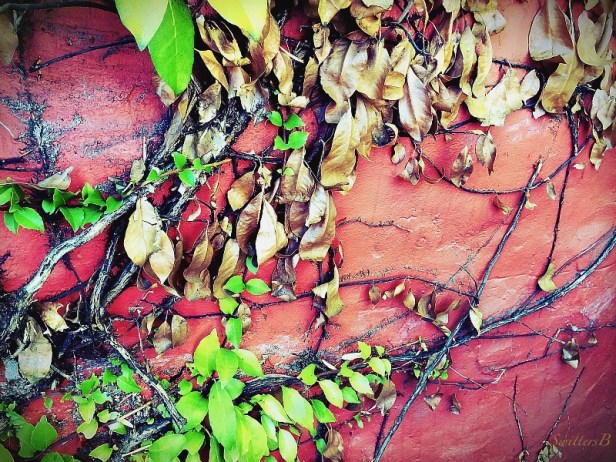 red wall-growth-death-new-old-photography-SwittersB