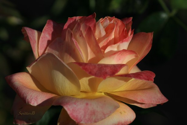 Roses-Fall-Portland-Photography-Macro-SwittersB