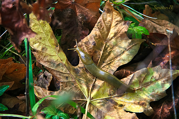 slug-leaf-nature-photography-SwittersB-Oregon