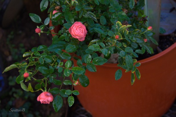 small rose-garden-SwittersB-Fall