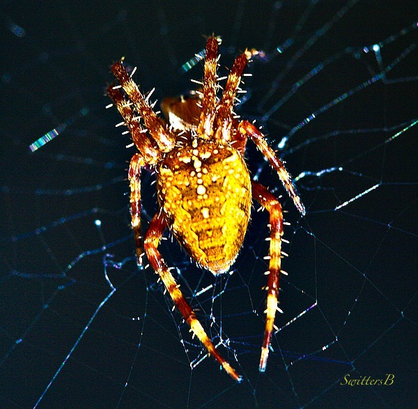 spider-nature-macro-photography-SwittersB