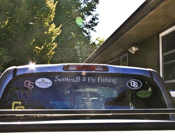 spider web, swittersb, spiders, Fall