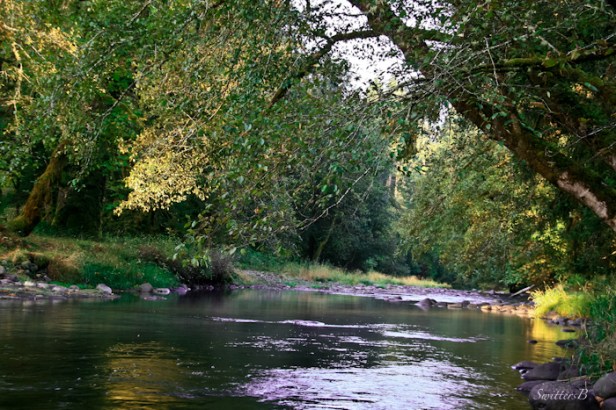 stream-Fall-water-trees-Oregon-SwittersB-photography