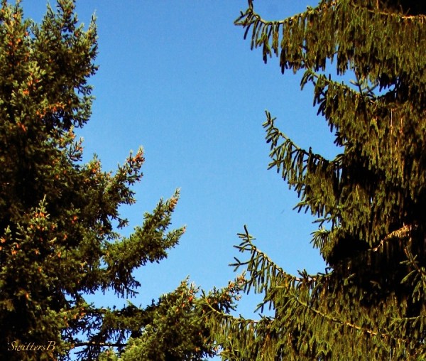 two trees--reaching-differences-blue sky-nature-photography-SwittersB