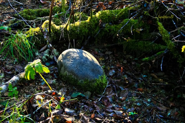 bald rock+humor-woods-photography-SwittersB