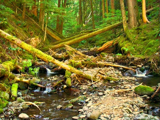 blowdown--creek-Oregon-photography-SwittersB