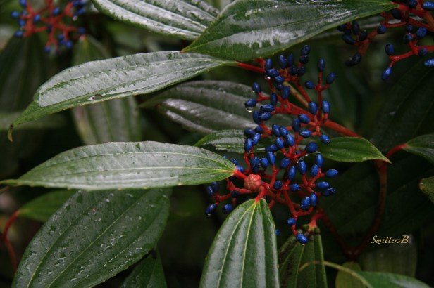 blue flowers--Oregon-coast-photography-Fall-SwittersB