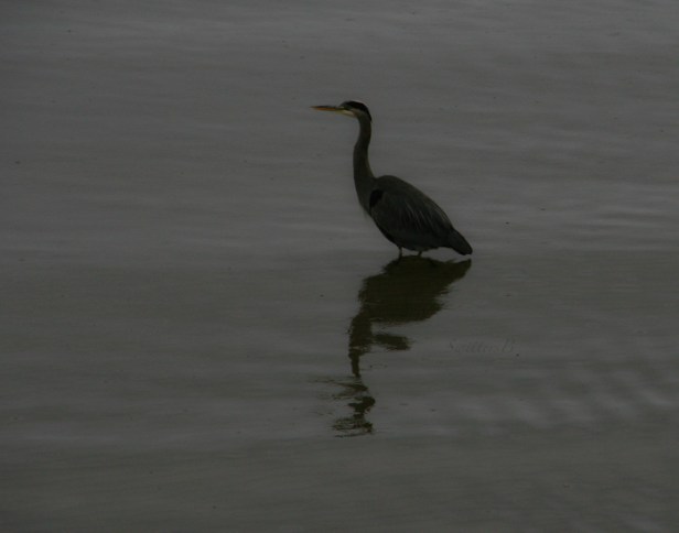 blue heron-Oregon coast-Siletz Bay-bird-SwittersB
