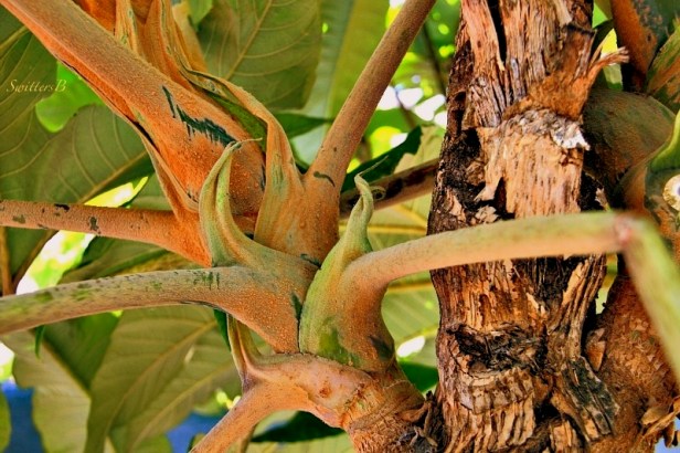 bush-damaged-growth-photography-SwittersB-plants