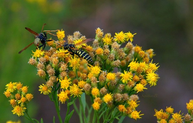 busy gathering-pollen-wasps-Oregon-photography-nature-SwittersB