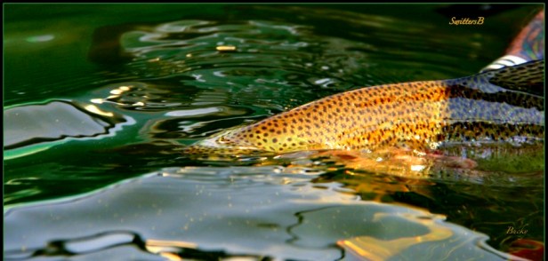 catch-release-sleek-trout-SwittersB-Oregon-photography