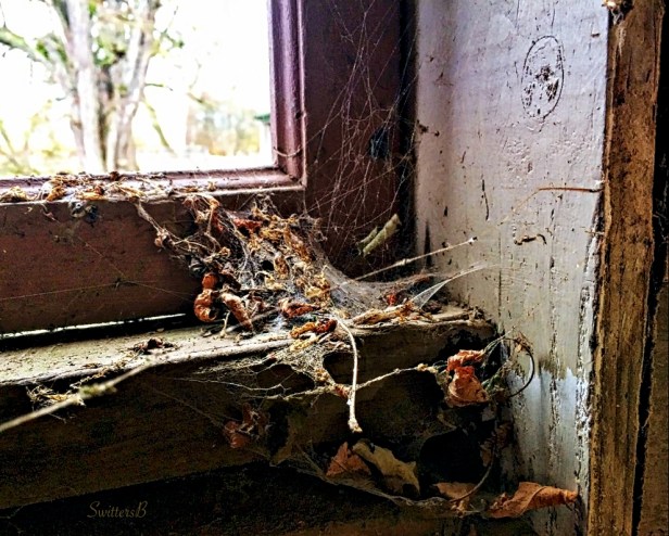 cobwebs-window-leaves-the shed-rural-photography-SwittesB