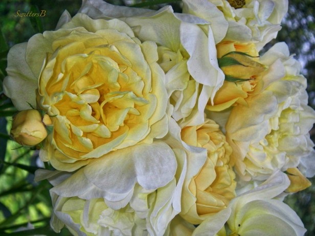 last gasp-pale yellow roses-SwittersB
