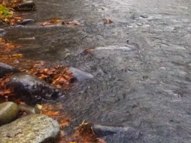 leaves-Fall-river-water-change-SwittersB-Oregon