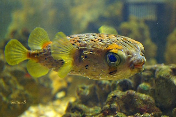 Little Fish-Inquisitive-Mexico-Bahia Aqua Verde-fish-SwittersB