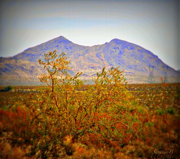 mountain+bite+desert-mojave-SwittersB-nature-photography