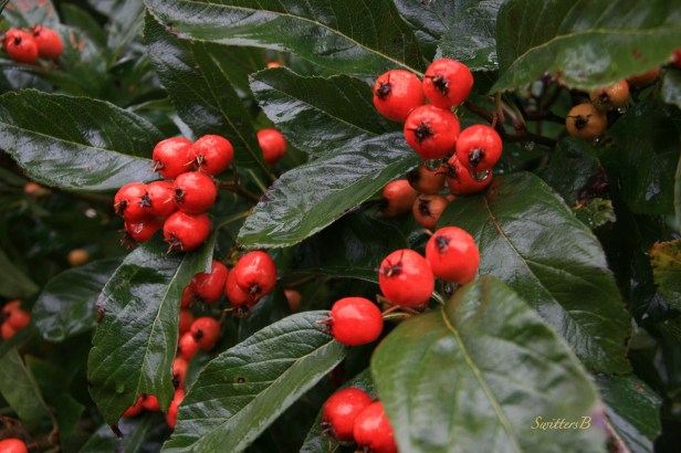 Red berries--Fall-coast-Oregon-photography-SwittesB