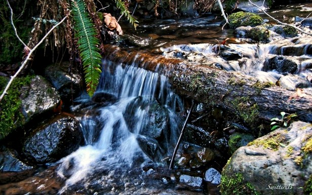 small stream+mountains-moss-fern-photography-SwittersB