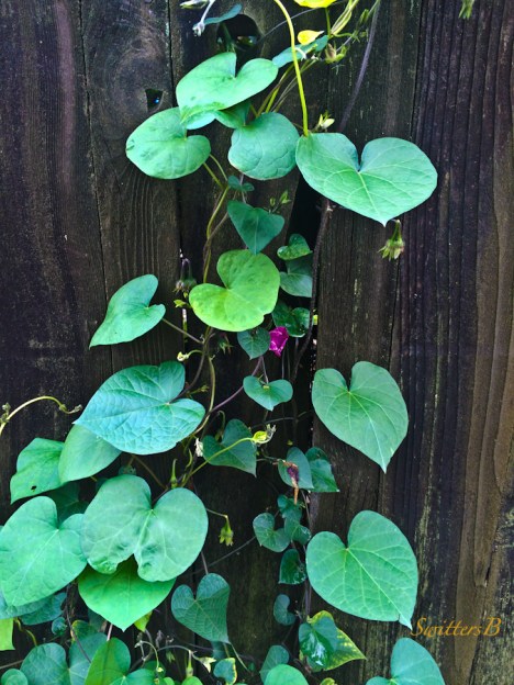 vine and board-fence-photography-SwittersB