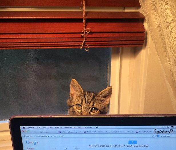 violet-kitten-cats-waiting-photography-SwittersB