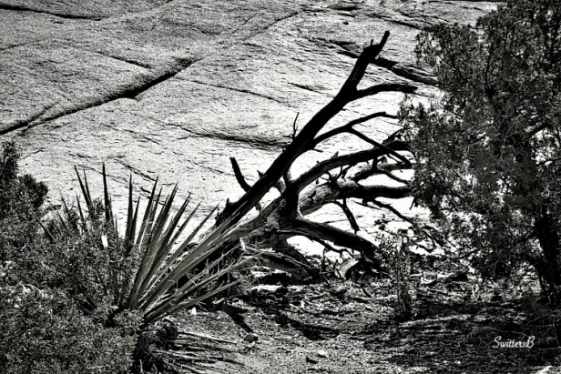 desert-snags-trail's end-Mojave-Joshua Tree-photography-SwittersB